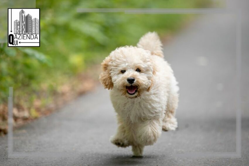 allevamento maltipoo